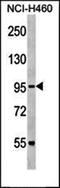 Purinergic Receptor P2X 4 antibody, orb103163, Biorbyt, Western Blot image 