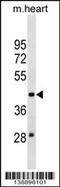 Molybdenum Cofactor Synthesis 3 antibody, 60-429, ProSci, Western Blot image 