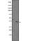 Tetratricopeptide Repeat Domain 19 antibody, PA5-67802, Invitrogen Antibodies, Western Blot image 