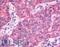 TAO Kinase 1 antibody, LS-A6871, Lifespan Biosciences, Immunohistochemistry frozen image 
