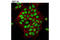 Lymphoid Enhancer Binding Factor 1 antibody, 2230S, Cell Signaling Technology, Immunocytochemistry image 