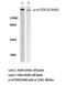 Mechanistic Target Of Rapamycin Kinase antibody, AP20800PU-N, Origene, Western Blot image 