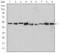 Chaperonin Containing TCP1 Subunit 2 antibody, MA5-15909, Invitrogen Antibodies, Western Blot image 