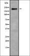 Homeobox D11 antibody, orb338380, Biorbyt, Western Blot image 