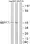 NBPF Member 7 antibody, LS-C120151, Lifespan Biosciences, Western Blot image 