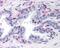 Peroxisome Proliferator Activated Receptor Gamma antibody, 48-625, ProSci, Immunohistochemistry paraffin image 