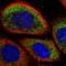 Mpra antibody, NBP2-13731, Novus Biologicals, Immunofluorescence image 