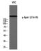 RNA Polymerase II Subunit A antibody, P01029, Boster Biological Technology, Western Blot image 