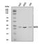 Methionine Adenosyltransferase 2B antibody, A06719-2, Boster Biological Technology, Western Blot image 