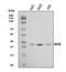 Methionine adenosyltransferase 2 subunit beta antibody, A06719-2, Boster Biological Technology, Western Blot image 