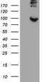 Prolyl 3-Hydroxylase 1 antibody, TA505088, Origene, Western Blot image 