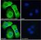 Solute Carrier Family 6 Member 4 antibody, 46-377, ProSci, Enzyme Linked Immunosorbent Assay image 