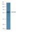 Oxidative Stress Induced Growth Inhibitor 1 antibody, GTX03681, GeneTex, Western Blot image 