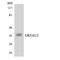 Olfactory Receptor Family 5 Subfamily AU Member 1 antibody, LS-C200395, Lifespan Biosciences, Western Blot image 