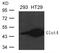 Solute Carrier Family 2 Member 4 antibody, 79-722, ProSci, Western Blot image 