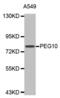 Paternally Expressed 10 antibody, abx002092, Abbexa, Western Blot image 