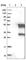 Zinc Finger Protein 24 antibody, HPA024062, Atlas Antibodies, Western Blot image 