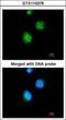 Thyroid Hormone Receptor Beta antibody, GTX113278, GeneTex, Immunofluorescence image 