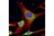 Calreticulin antibody, 62304S, Cell Signaling Technology, Immunofluorescence image 