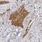 Fibrinogen Gamma Chain antibody, NBP1-87448, Novus Biologicals, Immunohistochemistry paraffin image 