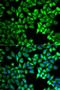 Twinkle protein, mitochondrial antibody, LS-C333968, Lifespan Biosciences, Immunofluorescence image 