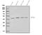 Potassium Voltage-Gated Channel Subfamily J Member 1 antibody, A02788-2, Boster Biological Technology, Western Blot image 