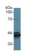 Annexin A4 antibody, LS-C292863, Lifespan Biosciences, Western Blot image 