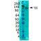 Solute Carrier Family 12 Member 5 antibody, NBP2-59337, Novus Biologicals, Western Blot image 