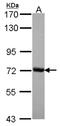 Cleavage Stimulation Factor Subunit 2 antibody, NBP2-15915, Novus Biologicals, Western Blot image 