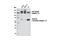 CD49D antibody, 8440S, Cell Signaling Technology, Western Blot image 