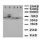 Tumor Protein P63 antibody, orb99218, Biorbyt, Western Blot image 