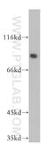 AP-1 complex subunit gamma-1 antibody, 13258-1-AP, Proteintech Group, Western Blot image 