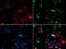 Gbp antibody, orb178597, Biorbyt, Immunocytochemistry image 