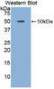 Adiponectin Receptor 2 antibody, LS-C292651, Lifespan Biosciences, Western Blot image 