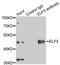 E74 Like ETS Transcription Factor 3 antibody, LS-C334669, Lifespan Biosciences, Immunoprecipitation image 