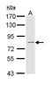 IL2 Inducible T Cell Kinase antibody, PA5-29669, Invitrogen Antibodies, Western Blot image 