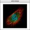 Exosome Component 3 antibody, GTX116123, GeneTex, Immunofluorescence image 