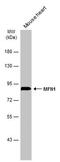 Mitofusin 1 antibody, PA5-78563, Invitrogen Antibodies, Western Blot image 
