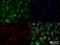 Apolipoprotein A1 antibody, NBP2-52979, Novus Biologicals, Immunocytochemistry image 