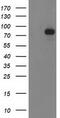 Signal Transducer And Activator Of Transcription 4 antibody, CF502878, Origene, Western Blot image 