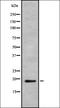 T-cell receptor beta chain V region 86T1 antibody, orb337417, Biorbyt, Western Blot image 