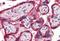 Thrombospondin 1 antibody, NBP2-42522, Novus Biologicals, Immunohistochemistry frozen image 