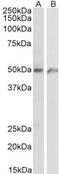 Endothelial Cell Surface Expressed Chemotaxis And Apoptosis Regulator antibody, MBS423246, MyBioSource, Western Blot image 