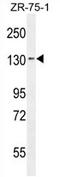 Tolloid-like protein 1 antibody, AP54269PU-N, Origene, Western Blot image 