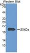 Caspase 8 antibody, LS-C314220, Lifespan Biosciences, Western Blot image 