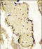 Signal peptide peptidase-like 2A antibody, LS-C100059, Lifespan Biosciences, Immunohistochemistry frozen image 