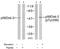 Docking Protein 2 antibody, GTX78982, GeneTex, Western Blot image 