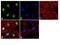 JunB Proto-Oncogene, AP-1 Transcription Factor Subunit antibody, 701702, Invitrogen Antibodies, Immunofluorescence image 