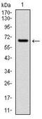 Cytochrome P450 Family 1 Subfamily A Member 1 antibody, MA5-17063, Invitrogen Antibodies, Western Blot image 