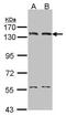 DNA Ligase 1 antibody, GTX102936, GeneTex, Western Blot image 